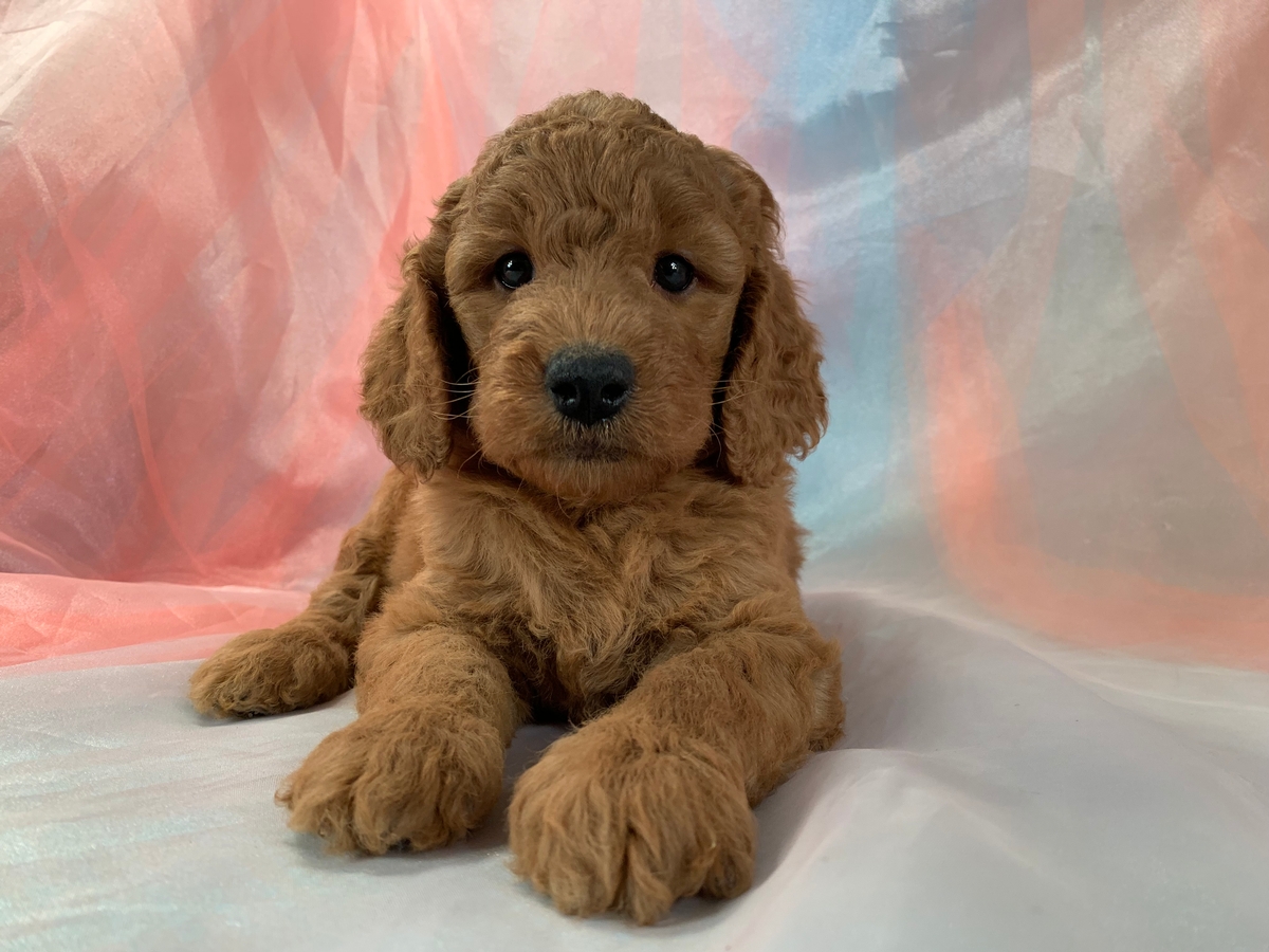 Miniature Goldendoodle Puppy Available, Female, $1800